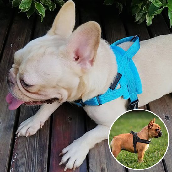 Harnais pour chien | SimpleConfort - Pattes Urbaines