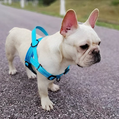 Harnais pour chien | SimpleConfort - Pattes Urbaines