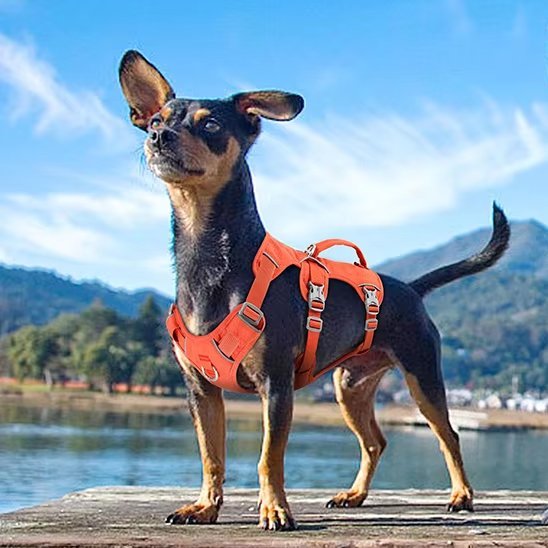 Harnais pour chien | TriSecure - Pattes Urbaines