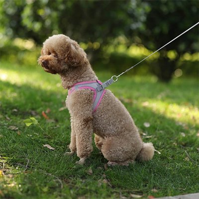 Harnais pour petit chien rose porté par un chien beige frisé assis sur pelouse avec arbres
