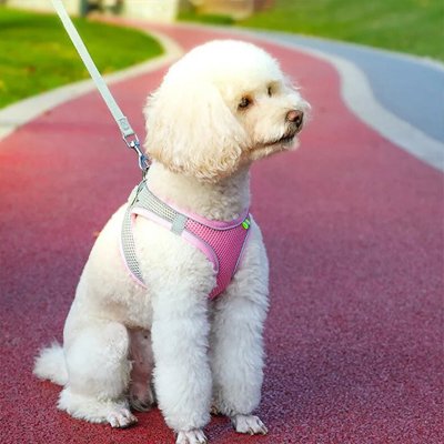 Harnais pour petit chien rose porté par un chien moyen blanc frisé assis sur terrain de sport