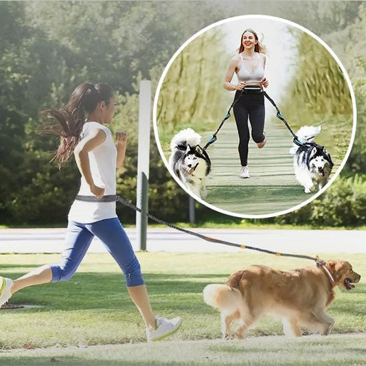 La Laisse Mains Libres pour Chien : Votre Allié pour des Promenades Sans Soucis - Pattes Urbaines