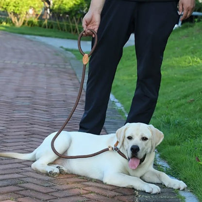 Labrador allongé près d’une zone herbeuse avec une laisse chien marron tenue par une personne.