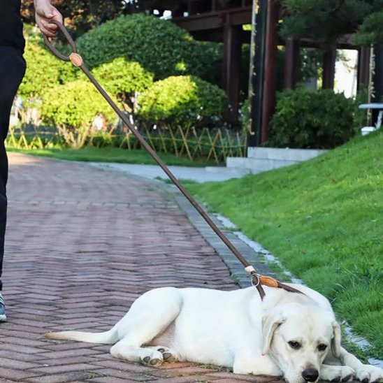 Labrador allongé sur un chemin en briques avec une laisse chien tenue par une personne.