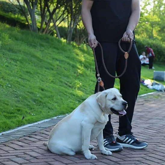 Labrador assis à côté d’une personne tenant une laisse chien sur un chemin en briques dans un parc.