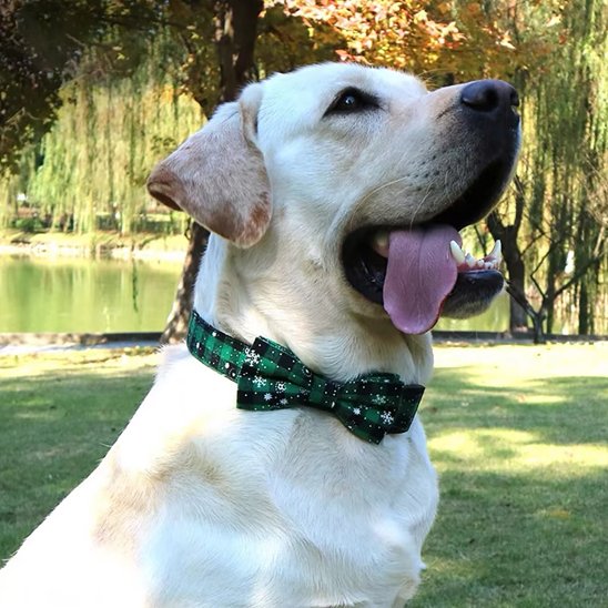 Labrador assis en extérieur portant un collier chien avec nœud papillon vert décoratif.
