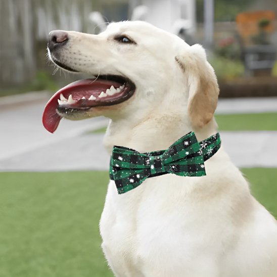 Labrador assis en extérieur portant un collier chien avec nœud papillon vert décoratif.