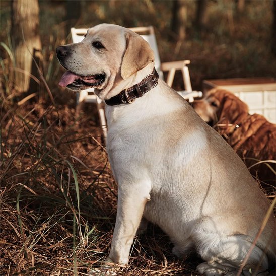 Labrador assis portant un collier en cuir pour chien foncé avec boucle métallique.