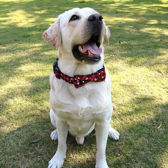 Labrador assis sur la pelouse portant un collier chien rouge avec nœud papillon décoratif.
