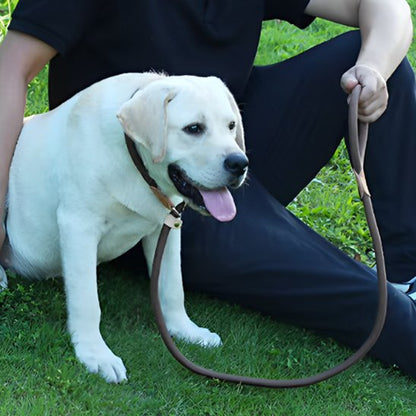 Labrador assis sur l’herbe avec une laisse chien  tenue par une personne.