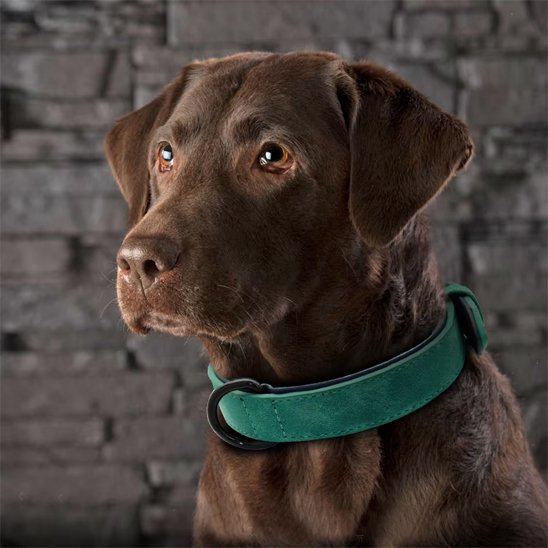 Labrador chocolat portant un collier chien en cuir vert.