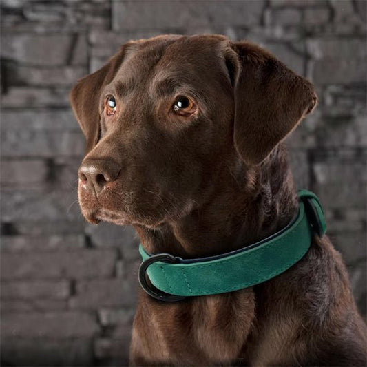 Collier chien | Accessoire en cuir durable - Pattes Urbaines