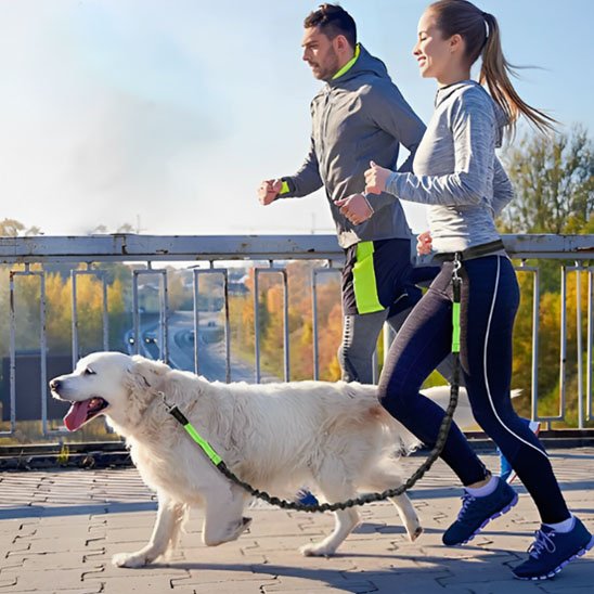 Laisse canicross ceinture pour couple courant avec Golden Retriever