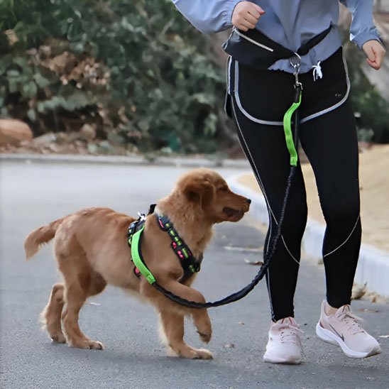 Laisse canicross élastique verte fluo avec harnais pour chiot