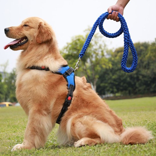 Laisse chien bleue tressée résistante avec harnais pour grand chien assis