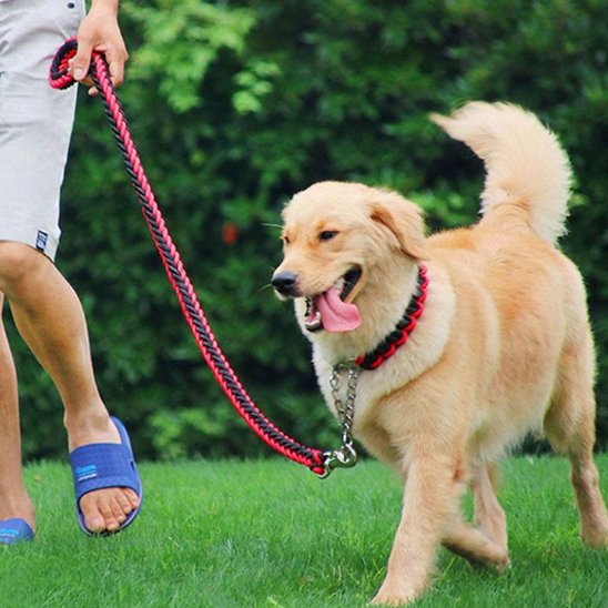 Laisse chien corde rouge et noire avec collier  pour chiot Golden Retriever en promenade