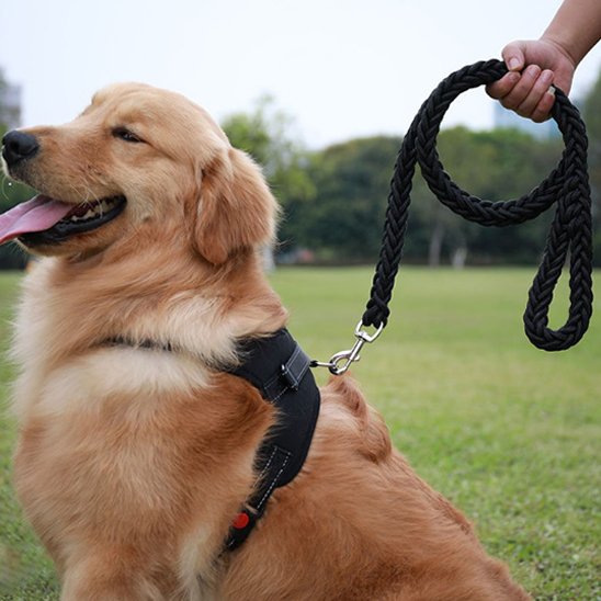 Laisse chien noire tressée avec mousqueton et harnais pour Golden Retriever