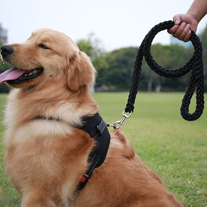 Laisse chien noire tressée avec mousqueton et harnais pour Golden Retriever