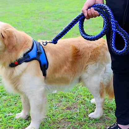 Laisse chien tressée bleue avec harnais anti-traction pour Golden Retriever