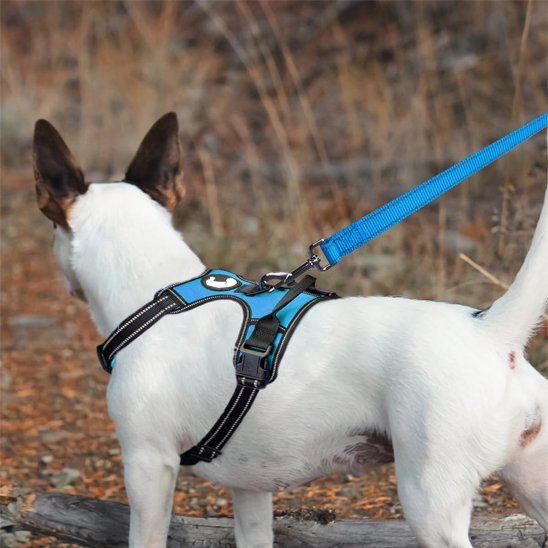 Laisse pour chien bleue fixée sur harnais anti-traction pour chien