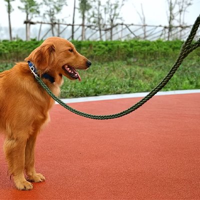 Laisse pour chien corde tressée verte pour Golden Retriever debout en extérieur