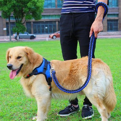 Laisse pour chien tressée bleue avec harnais pour grand Golden Retriever en ville