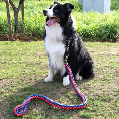 Laisse pour chien tressée bleue et rouge avec collier chaîne pour Border Collie