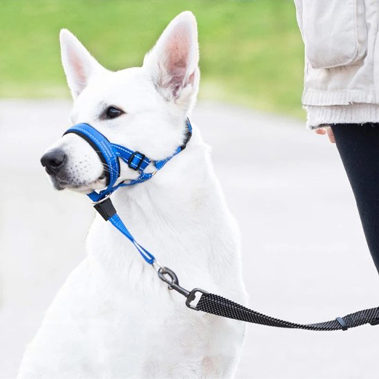 Muselière chien bleue avec boucle de réglage, chien blanc assis en laisse tenue par son propriétaire lors d'une promenade