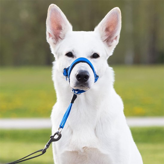Muselière chien bleue vue de face sur un chien blanc aux oreilles dressées, gros plan sur le museau avec laisse tressée noire