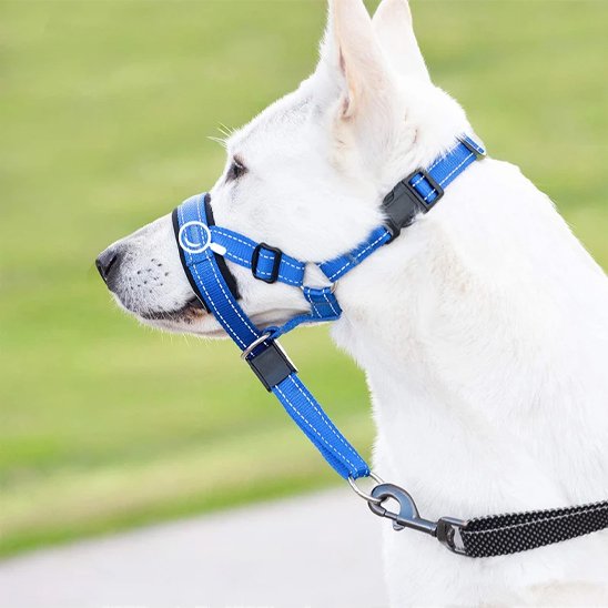 Muselière chien réglable bleue portée par un chien blanc de profil, harnais de tête ajusté près des yeux et laisse assortie clipsée