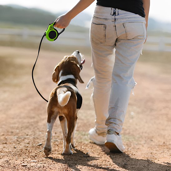 Personne marchant un beagle avec une laisse pour chien verte sur un chemin de terre.