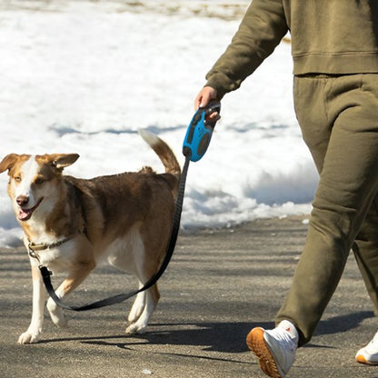 Personne marchant un chien avec une laisse pour chien bleue sur un chemin pavé en hiver.