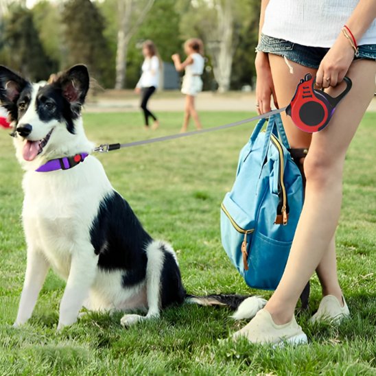 Personne tenant une laisse pour chien rétractable bleue attachée à un petit chien noir et blanc assis dans l’herbe.