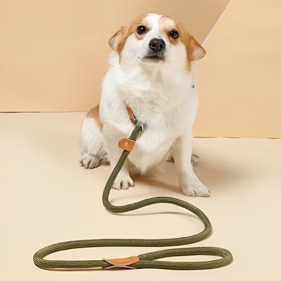 Petit chien blanc et brun portant une laisse chien en corde verte posée devant lui.
