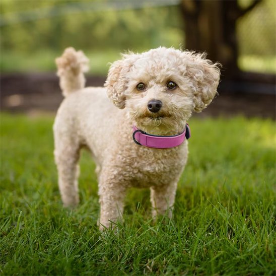 Petit chien clair portant un collier chien en cuir rose dans un jardin.