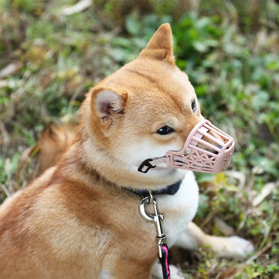Petit chien portant une muselière pour chien rose lors d’une promenade dans l’herbe.