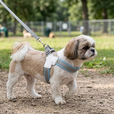 Photo d’un petit chien avec un harnais chien bleu attaché à une laisse. 