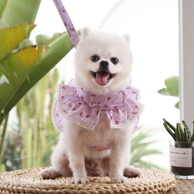 Un chien blanc duveteux portant le collier Harnais petit Chien | Cutepaws - un collier frou-frou violet clair avec de petits motifs floraux - est assis joyeusement sur une surface tissée. Des plantes vertes et une fenêtre lumineuse apparaissent à l'arrière-plan.
