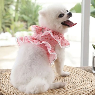 Un petit chien blanc en peluche porte le Cutepaws Harnais petit Chien assis sur un tapis tissé, regardant par-dessus son épaule, la gueule ouverte et la langue tirée. Des plantes vertes et une fenêtre se trouvent à l'arrière-plan.