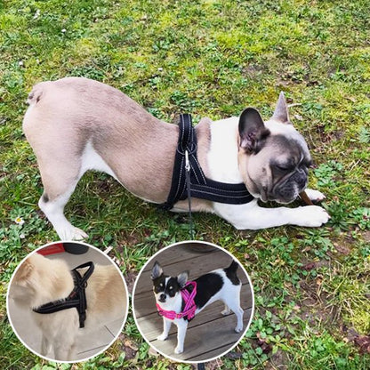 Un bouledogue français portant le Harnais pour chien | SimpleConfort en noir s'étire sur de l'herbe. Les encarts représentent un chien blanc duveteux portant le harnais en noir et un petit chien noir et blanc portant le harnais en rose, tous deux debout sur des planches en bois.