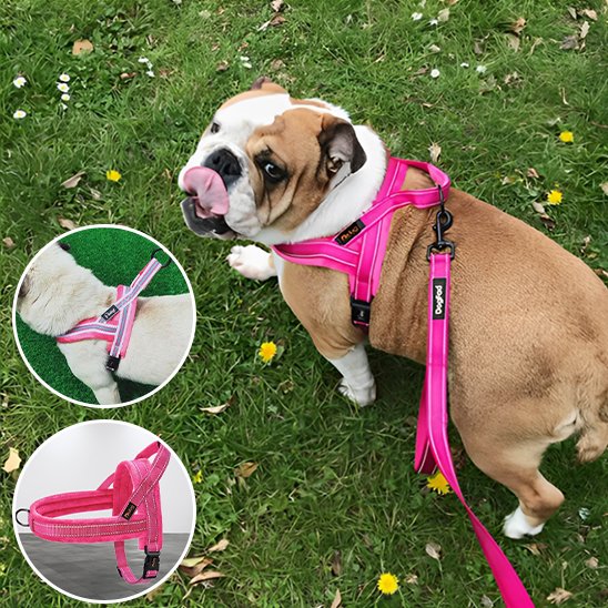 Un bouledogue marron et blanc se tient sur de l'herbe parsemée de pissenlits jaunes, regardant en arrière en tirant la langue, tout en portant le Harnais pour chien SimpleConfort en rose vif. Les encarts montrent les détails du harnais et un autre chien similaire qui le porte.