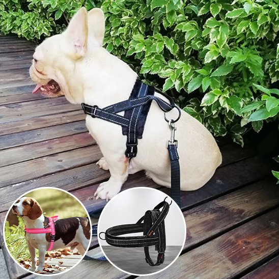 Un bouledogue français de couleur claire portant le Harnais pour chien | SimpleConfort en noir est assis sur une terrasse en bois avec des buissons verts. Les images en médaillon montrent un Beagle dans la version rose et un gros plan du harnais noir.