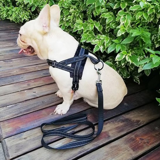 Un bouledogue français de couleur claire portant le Harnais pour chien SimpleConfort est assis sur une terrasse en bois à côté d'arbustes verts.