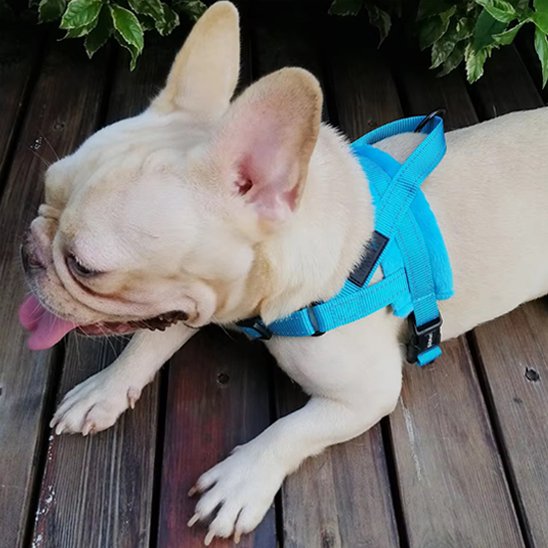 Un bouledogue français de couleur claire dans un Harnais pour chien | SimpleConfort bleu se tient sur une terrasse en bois, avec des feuilles vertes en arrière-plan.