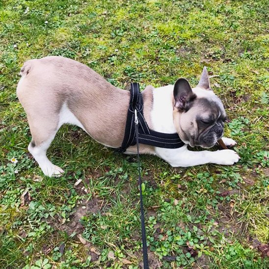 Un bouledogue français marron clair et blanc portant le Harnais pour chien SimpleConfort s'étire sur de l'herbe verte avec un bâton dans la bouche. Une laisse est attachée au harnais.