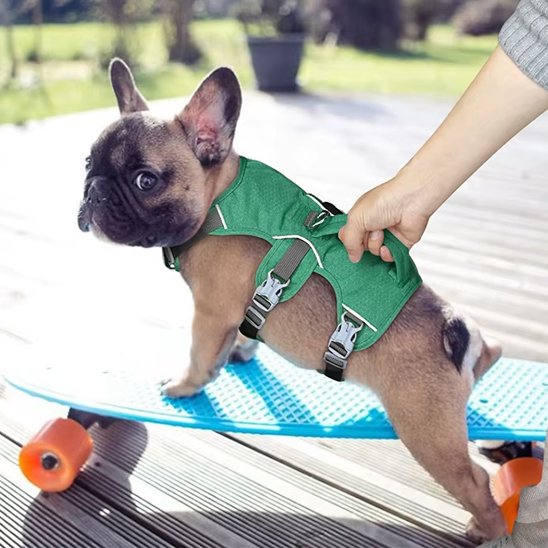 Un petit chiot bouledogue français portant un Harnais pour chien TriSecure se tient sur une planche à roulettes bleue en plein air, tandis qu'une personne tient doucement son harnais par une journée ensoleillée.