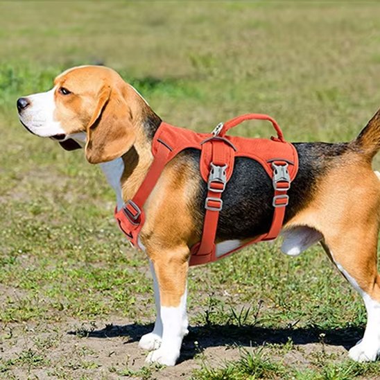 Un beagle se tient sur l'herbe, tourné vers la gauche, portant le Harnais pour chien | TriSecure en orange avec des boucles en métal et une poignée supérieure. L'arrière-plan est un champ d'herbe.