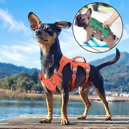 Un petit chien noir et feu portant un Harnais pour chien | TriSecure se tient au bord d'un lac ; un médaillon représente une main posant un Harnais pour chien | TriSecure vert sur un chiot bouledogue français à l'intérieur.