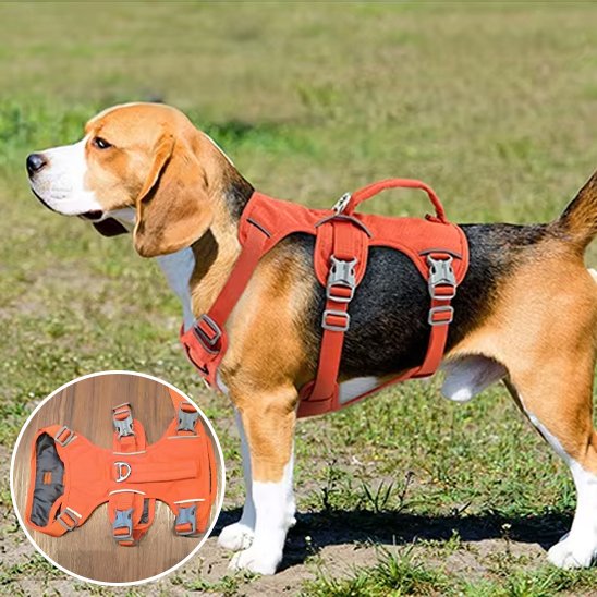 Un beagle portant un harnais orange Harnais pour chien | TriSecure se tient sur l'herbe, face à la gauche. Un encart présente le harnais posé à plat, avec ses boucles, ses sangles et sa poignée.