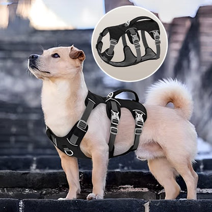 Un chien brun clair porte le Harnais pour chien | TriSecure sur des marches en pierre. Un encart en haut à droite montre un gros plan des boucles et des sangles.